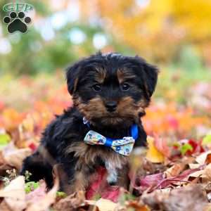 Chief, Yorkie Puppy